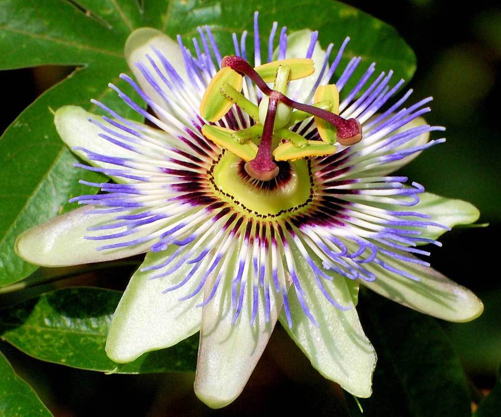 Find Your Passion - Passion Flower