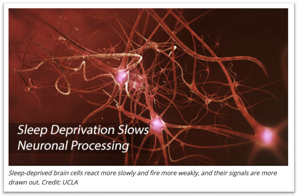 Sleep - Neuronal Processing