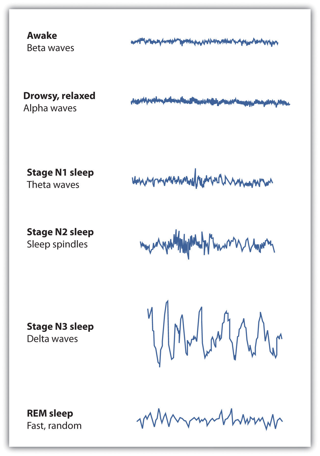 Brain Waves During Sleep