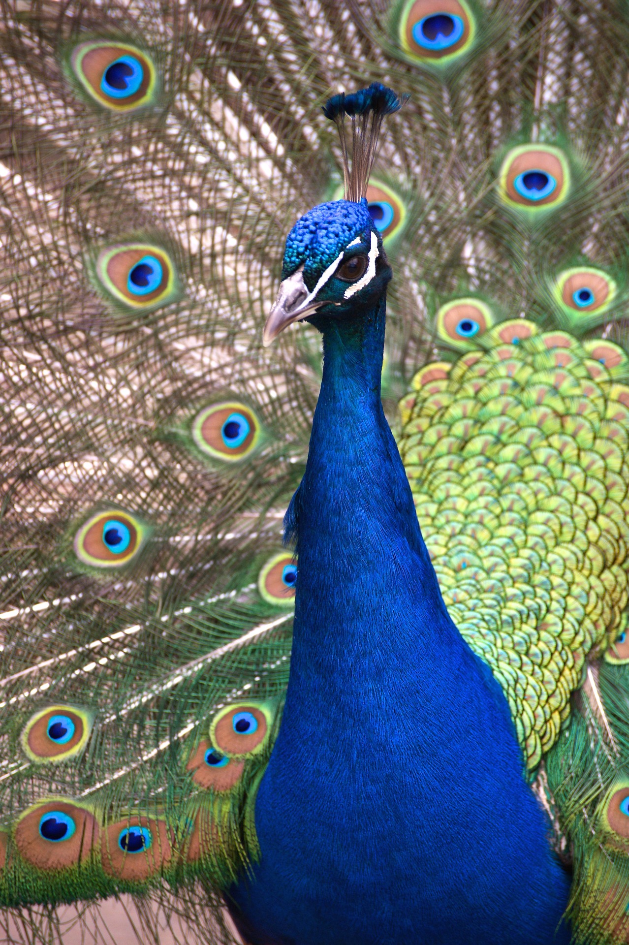 Envy And Pride: Vain Peacock