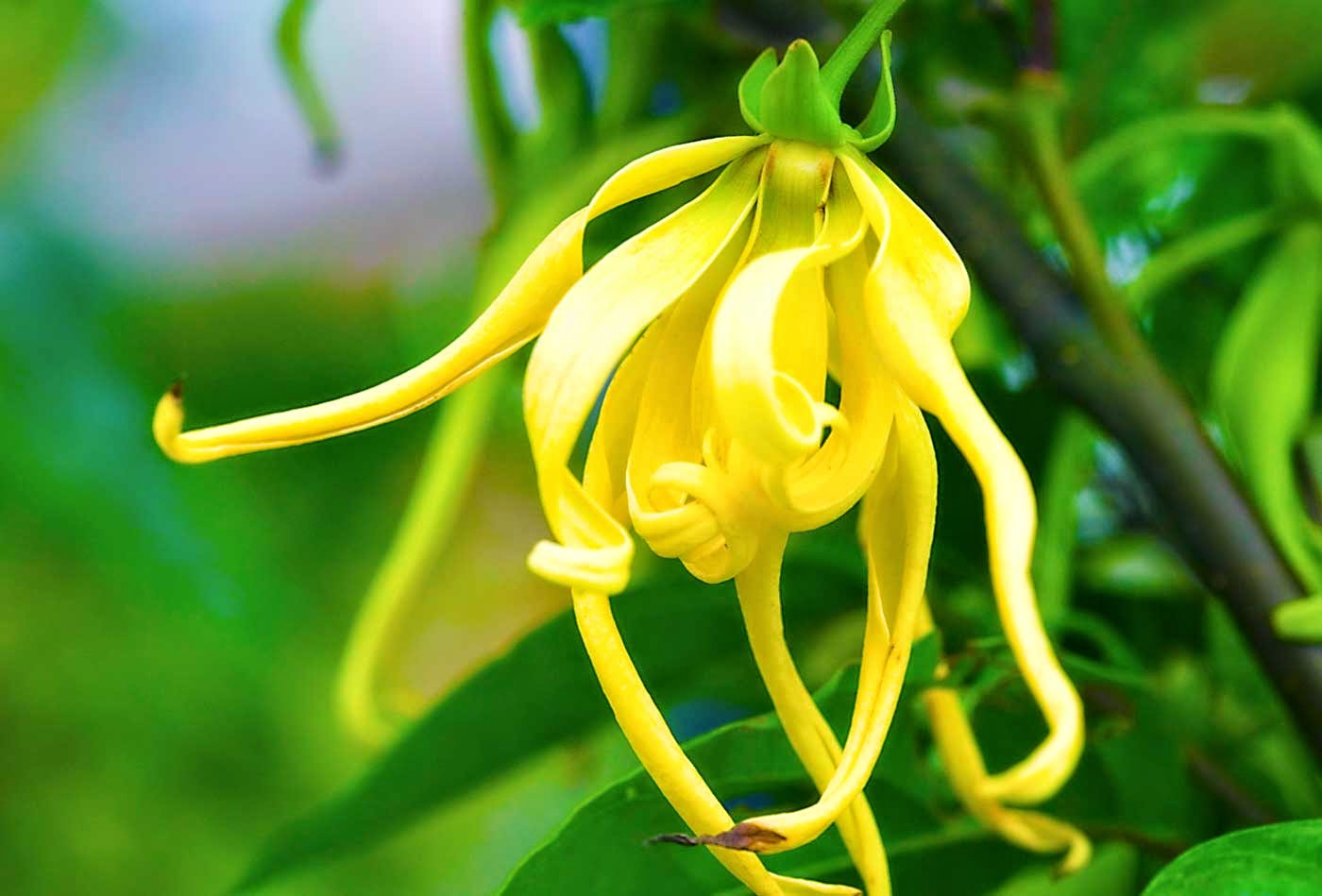 Essential Oils And Brain Health: Ylang-Ylang